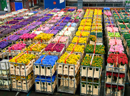 Помощь в покупке цветов из Голландии, Эквадора, Кении