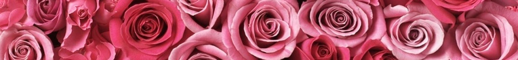 Фото розы сорта Пинк Флоид.jpg