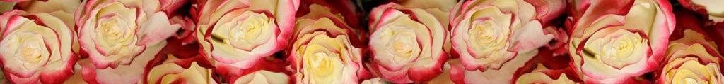 Фото розы сорта Свитнесс