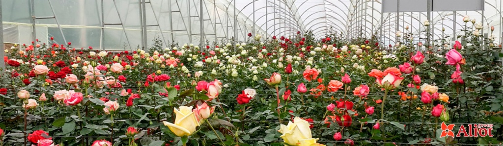 пример цветочной плантации роз в Колумбии