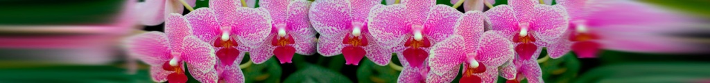 Орхидеи из Колумбии