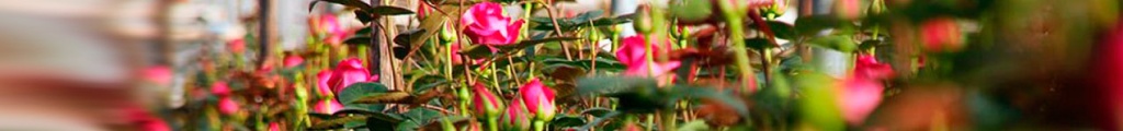 Пример роз из колумбии