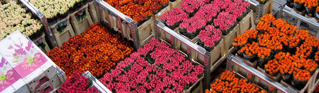эквадорские розы купить оптом