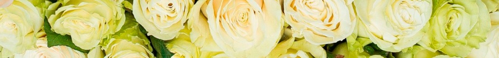 Фото розы сорта Мондиаль