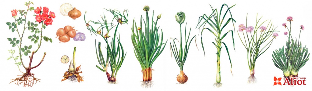 Растения с луковицей и растение с корнем